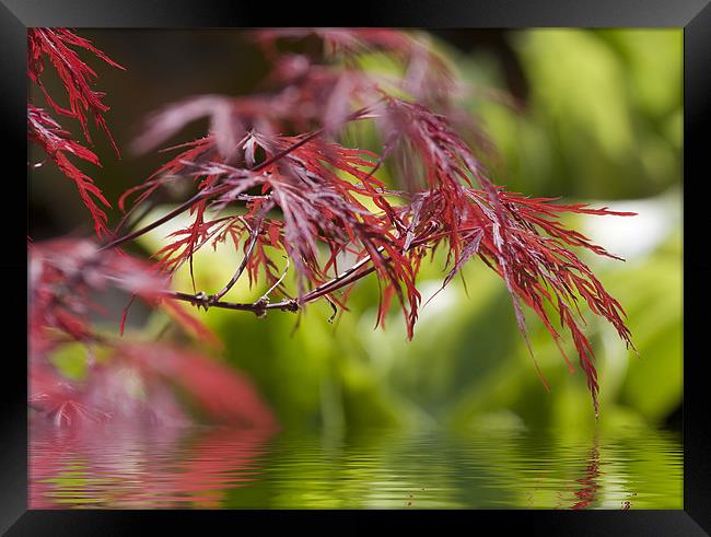 Acer over water Framed Print by Richard  Fox