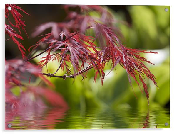 Acer over water Acrylic by Richard  Fox