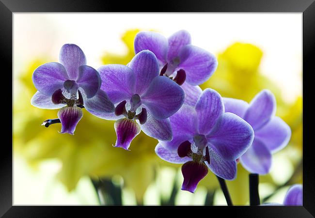 Orchids Framed Print by Richard  Fox