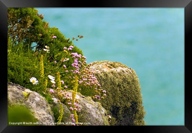 cliff edge plants Framed Print by keith sutton