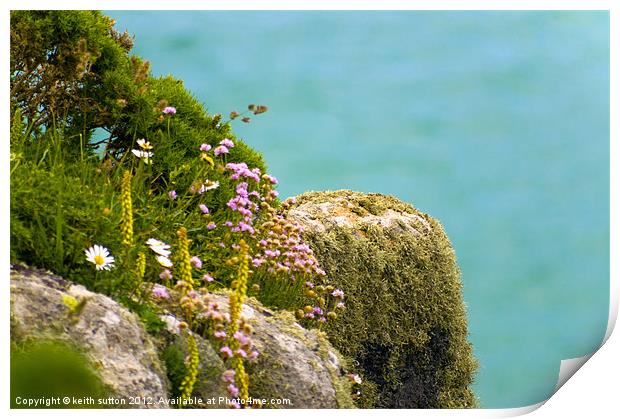 cliff edge plants Print by keith sutton