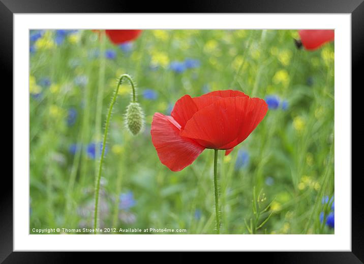 Poppy field Framed Mounted Print by Thomas Stroehle