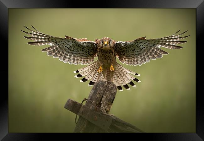 Final Approach (Springwatch red button) Framed Print by Natures' Canvas: Wall Art  & Prints by Andy Astbury