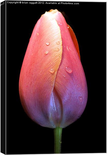Tulip with droplets Canvas Print by Brian  Raggatt
