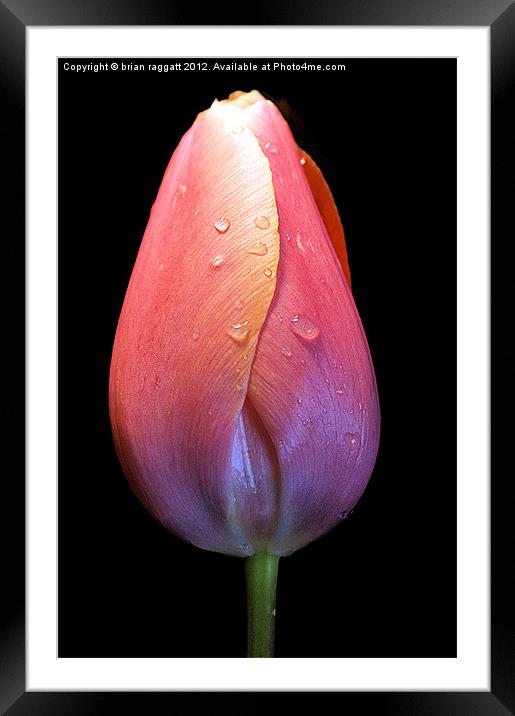 Tulip with droplets Framed Mounted Print by Brian  Raggatt
