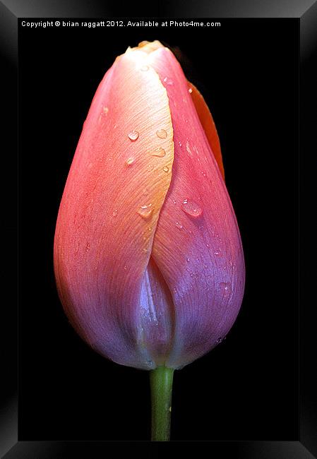 Tulip with droplets Framed Print by Brian  Raggatt