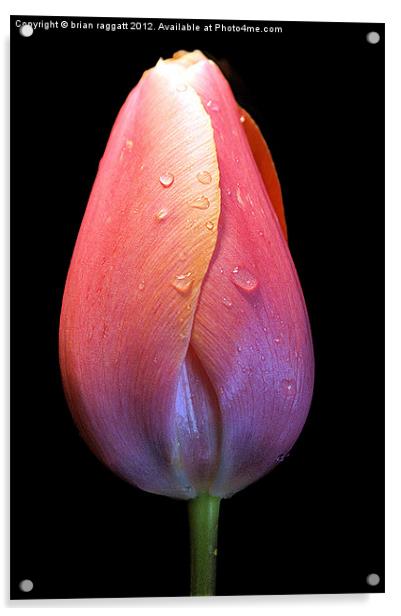 Tulip with droplets Acrylic by Brian  Raggatt