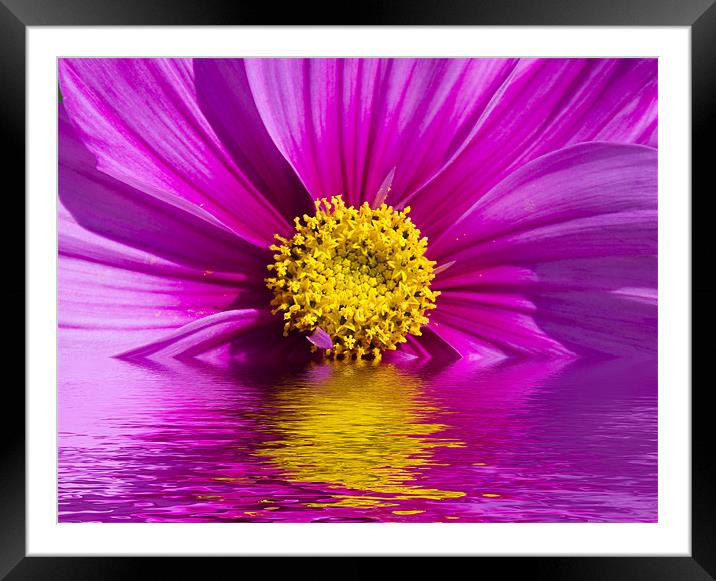 Floral Digital Art Framed Mounted Print by David French