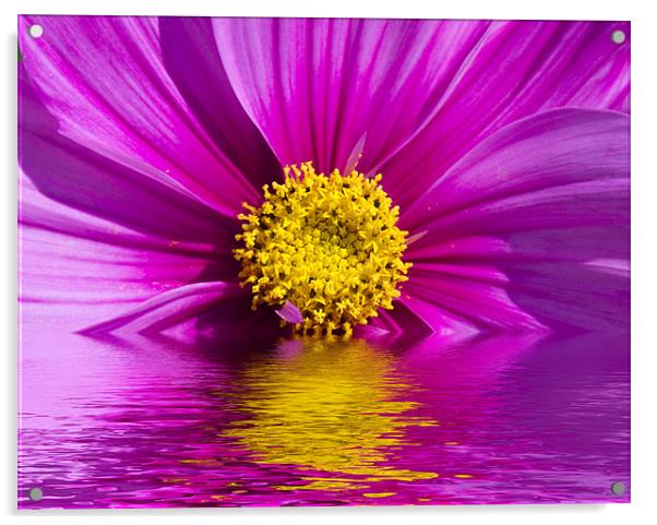 Floral Digital Art Acrylic by David French