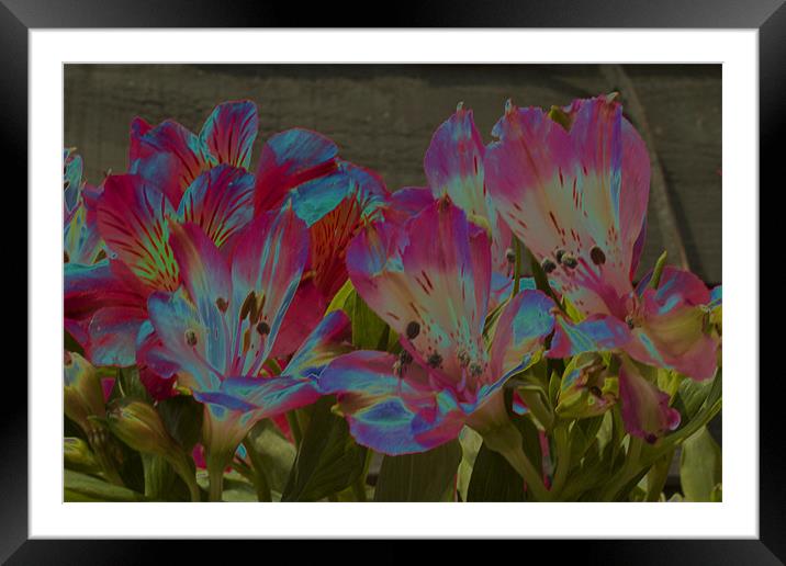Abstract Flowers Framed Mounted Print by Emma Howell-Williams