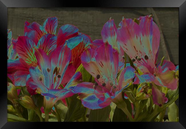 Abstract Flowers Framed Print by Emma Howell-Williams