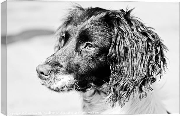 Springer Spaniel 1 B&W Canvas Print by Caroline Shimwell