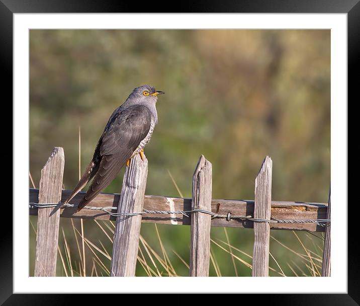 Cuckoo Framed Mounted Print by Don Davis