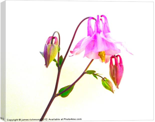 Columbine with buds Canvas Print by james richmond