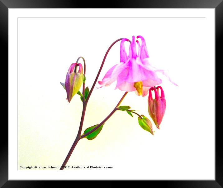 Columbine with buds Framed Mounted Print by james richmond