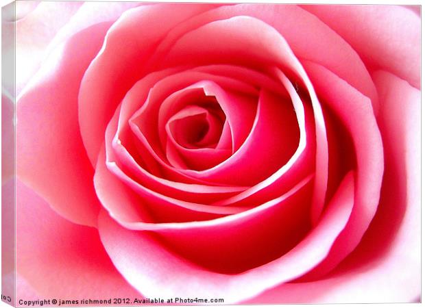 Pink Tea Rose-3 Canvas Print by james richmond
