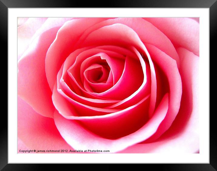 Pink Tea Rose-3 Framed Mounted Print by james richmond