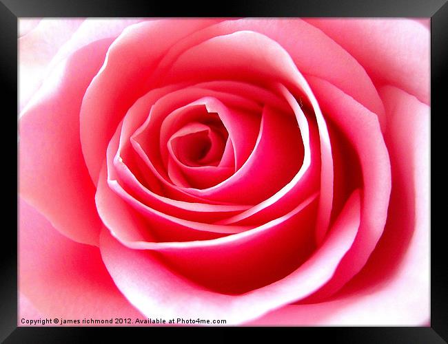 Pink Tea Rose-3 Framed Print by james richmond