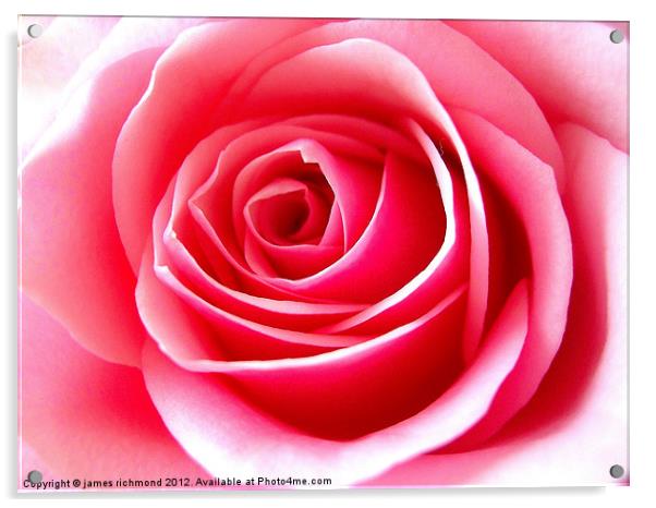 Pink Tea Rose-3 Acrylic by james richmond