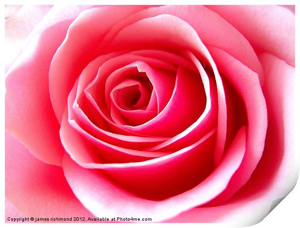Pink Tea Rose-3 Print by james richmond