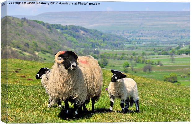 Yorkshire Sheep Canvas Print by Jason Connolly