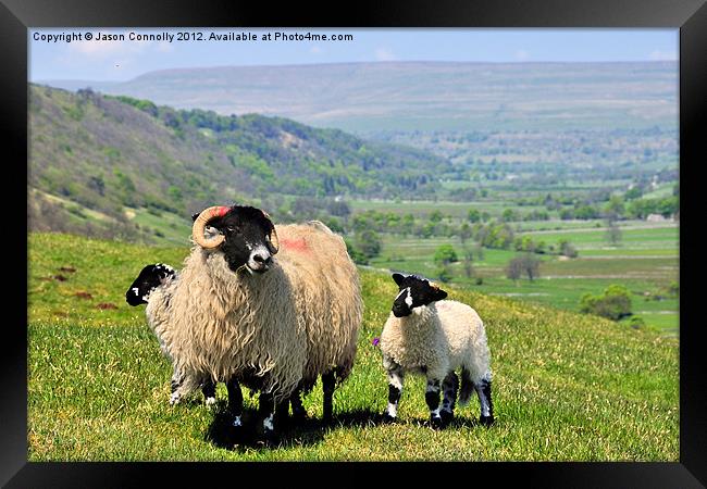 Yorkshire Sheep Framed Print by Jason Connolly