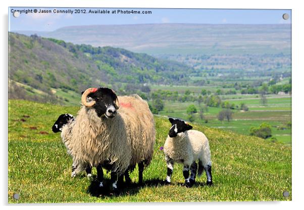 Yorkshire Sheep Acrylic by Jason Connolly