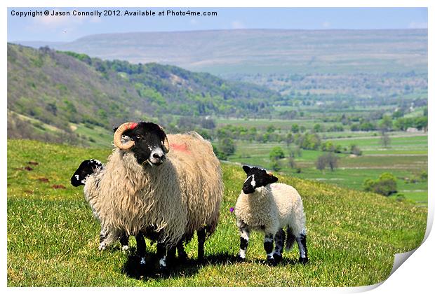 Yorkshire Sheep Print by Jason Connolly