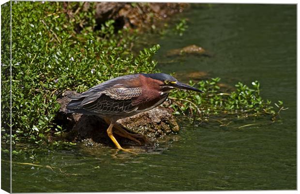 Green Heron Canvas Print by Roger Green