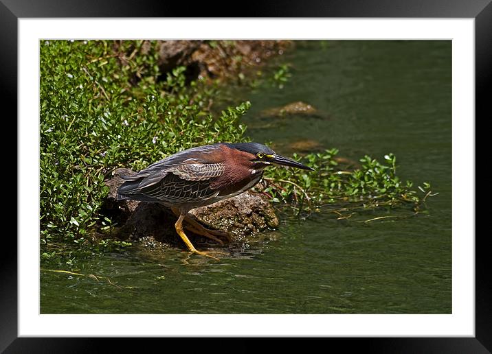 Green Heron Framed Mounted Print by Roger Green