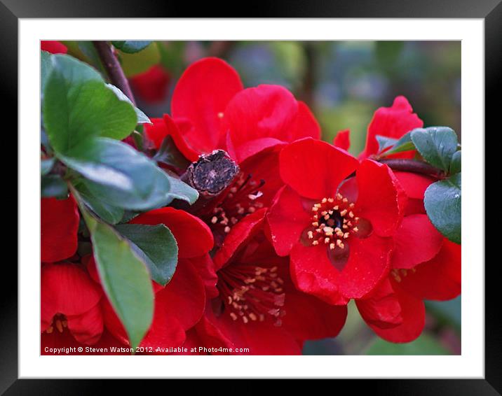 Quince Framed Mounted Print by Steven Watson