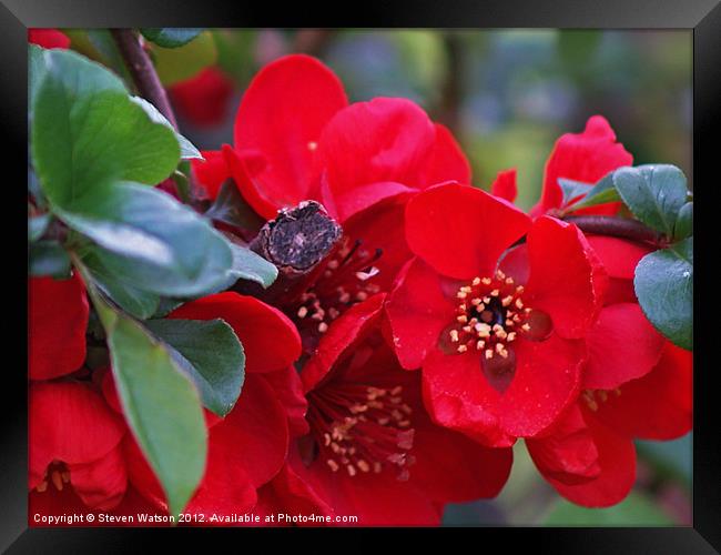 Quince Framed Print by Steven Watson