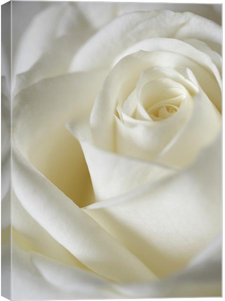 Dreamy White Rose Canvas Print by J Lloyd