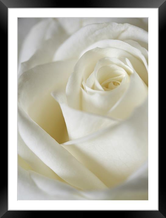 Dreamy White Rose Framed Mounted Print by J Lloyd
