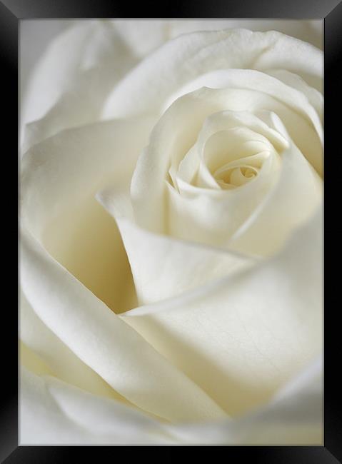 Dreamy White Rose Framed Print by J Lloyd
