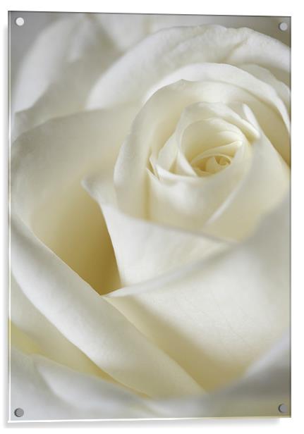 Dreamy White Rose Acrylic by J Lloyd