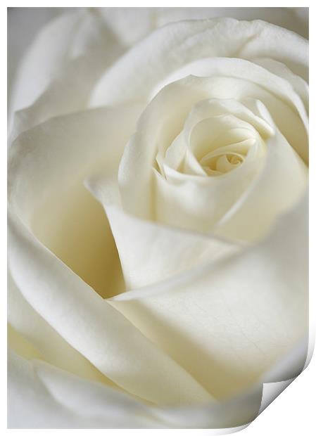 Dreamy White Rose Print by J Lloyd