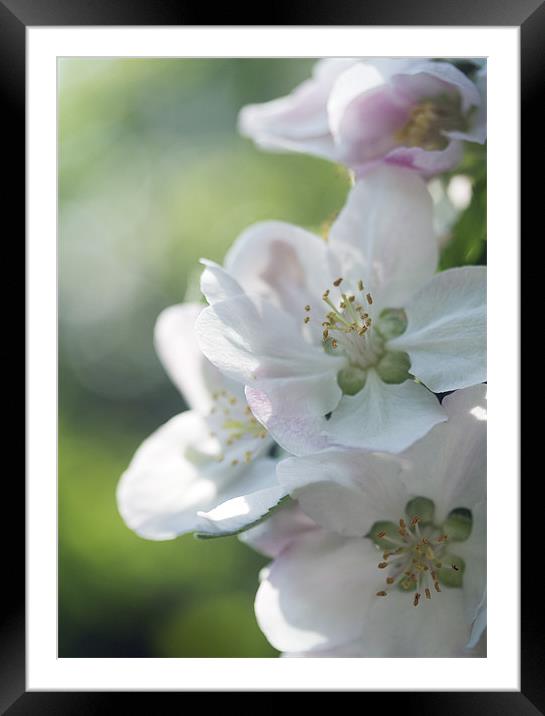 Soft Spring Blossom Framed Mounted Print by J Lloyd