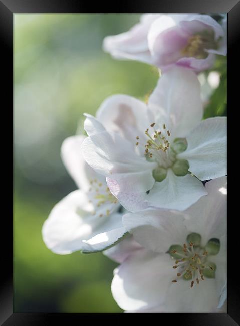 Soft Spring Blossom Framed Print by J Lloyd
