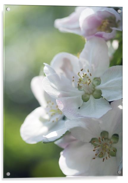 Soft Spring Blossom Acrylic by J Lloyd
