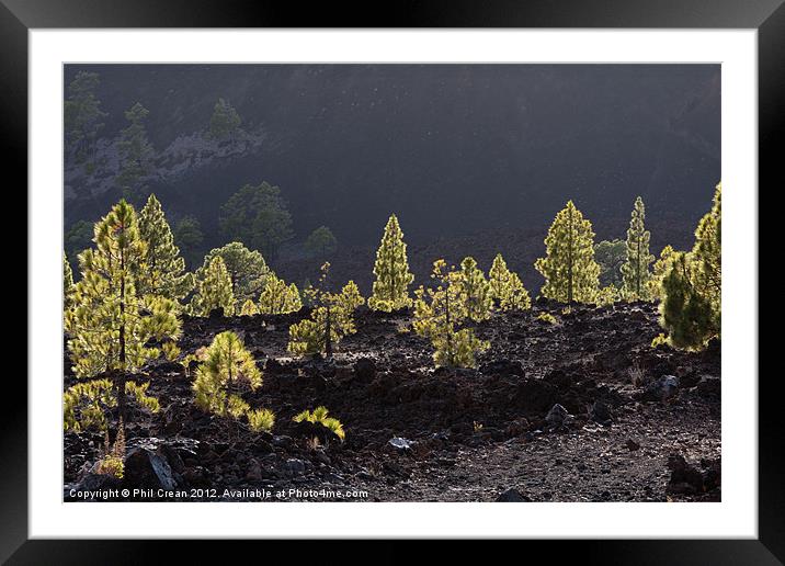 Back lit Canarian pines in black lava Tenerife Framed Mounted Print by Phil Crean