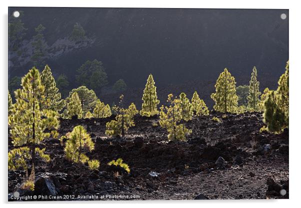 Back lit Canarian pines in black lava Tenerife Acrylic by Phil Crean