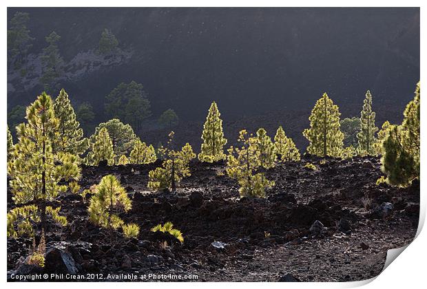 Back lit Canarian pines in black lava Tenerife Print by Phil Crean