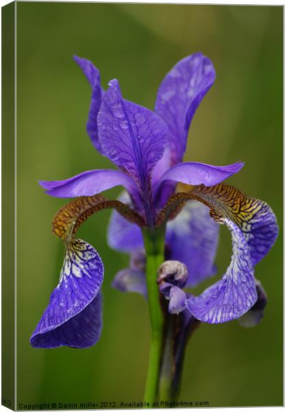 purple iris Canvas Print by Darrin miller