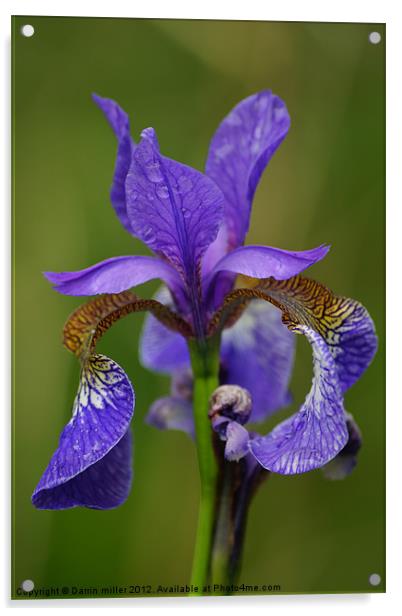 purple iris Acrylic by Darrin miller