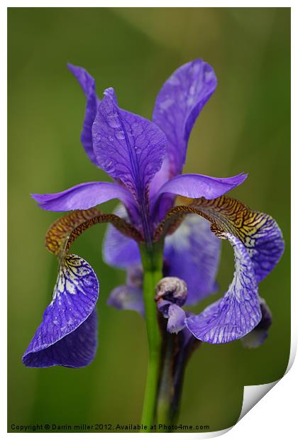 purple iris Print by Darrin miller