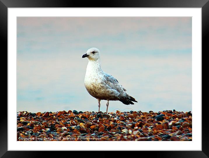 Seagull Framed Mounted Print by Doug McRae