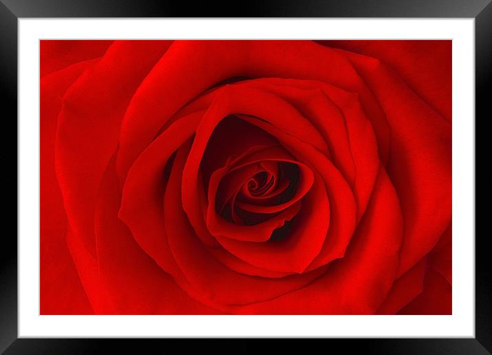 Vibrant Red Rose Framed Mounted Print by Richard  Fox