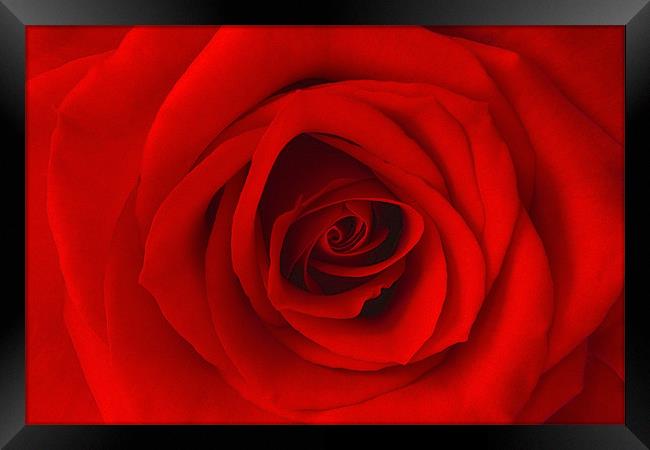 Vibrant Red Rose Framed Print by Richard  Fox