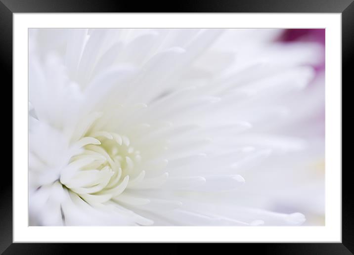 fresh white chrysanthemum Framed Mounted Print by Richard  Fox